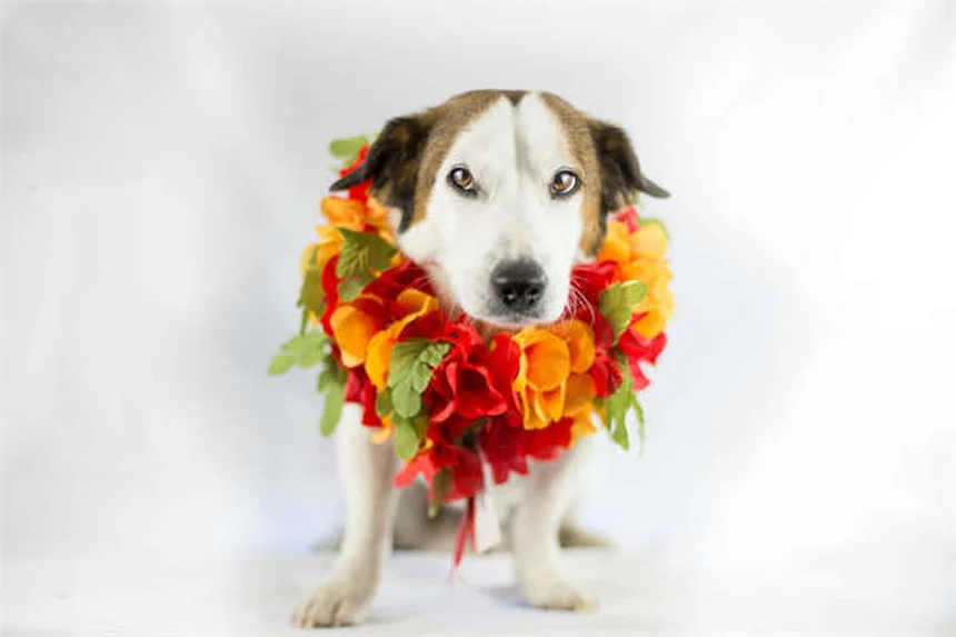 猫が飼い主を舐める7つの理由と対処法【獣医師解説】